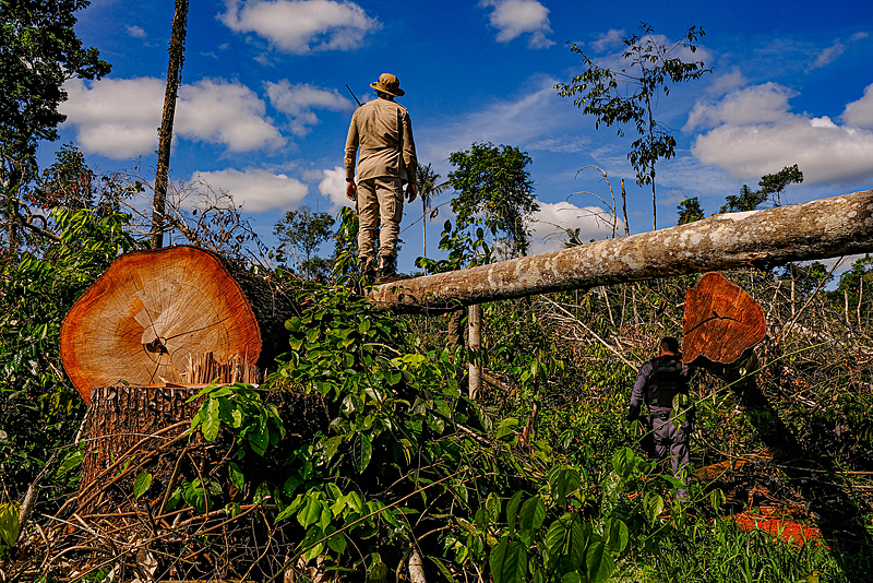 A política deste governo é o desmatamento, afirma criador da legislação ambiental