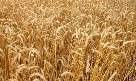 Governo zera estoques de trigo mesmo com fome e guerra de fornecedores 