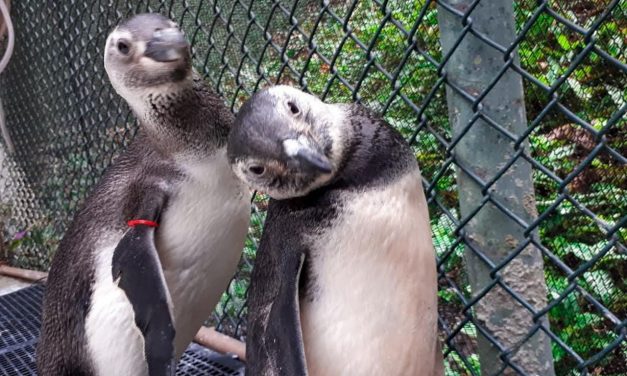 Projeto resgata 30 mil animais machucados no litoral brasileiro, entre pinguins e tartarugas