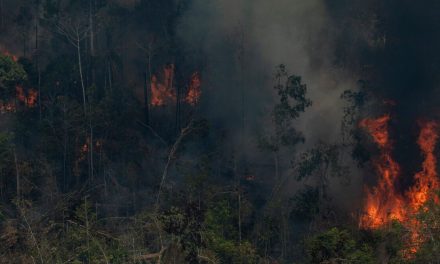 Ibama sob nova direção deve cancelar estrada que causou explosão de desmatamento na Amazônia