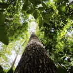 Desmatamento recua a um terço na Amazônia, mas no Cerrado bate recorde