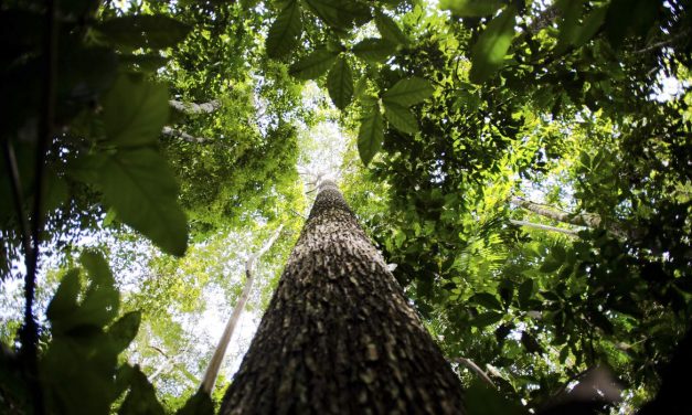 Desmatamento recua a um terço na Amazônia, mas no Cerrado bate recorde