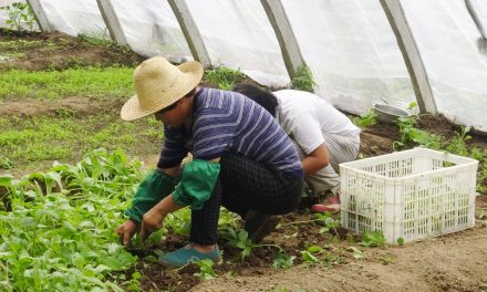 Projeto Reflorescer entrega 1,8 mil mudas para agricultores