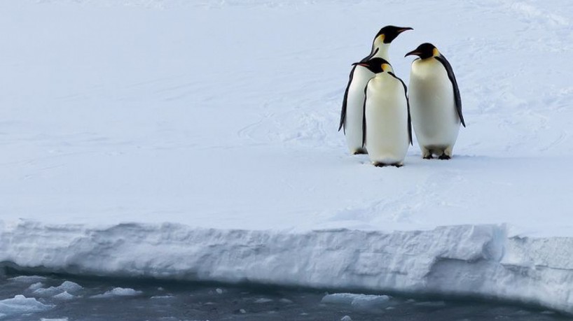 Recorde de calor deve continuar em 2024; Antártica tem menor cobertura histórica
