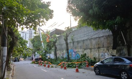 Enel recebe multa inédita de R$ 225 mil por destruição de árvores