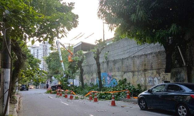 Enel recebe multa inédita de R$ 225 mil por destruição de árvores