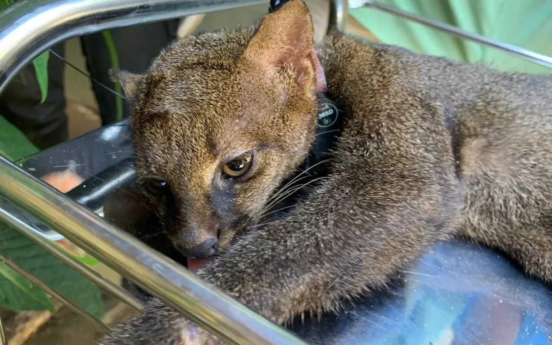 Gato em extinção é reintegrado à natureza no RJ com rádio-colar