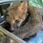 Gato em extinção é reintegrado à natureza no RJ com rádio-colar
