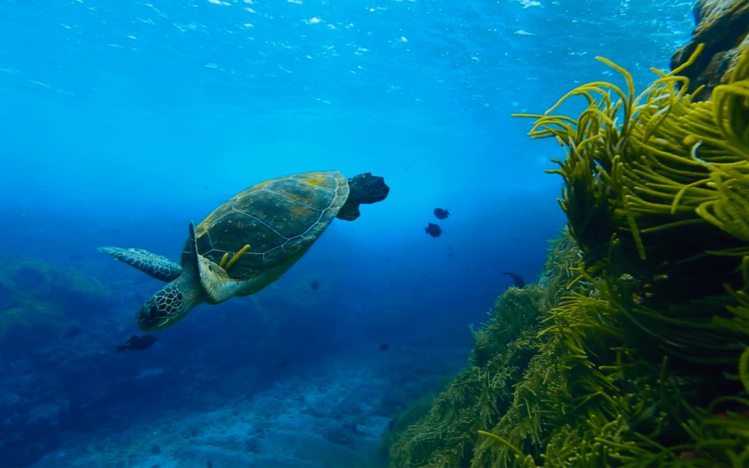 Tratado do Alto Mar consegue ratificações para entrar em vigor em 2026