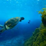 Lei do Mar protege litoral brasileiro de PEC das Praias 