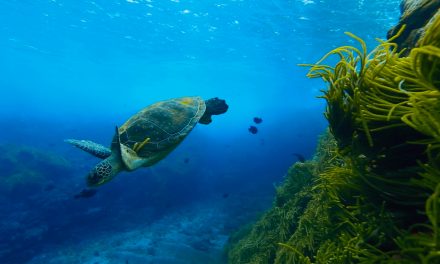 Lei do Mar protege litoral brasileiro de PEC das Praias 