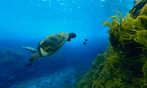 Lei do Mar protege litoral brasileiro de PEC das Praias 