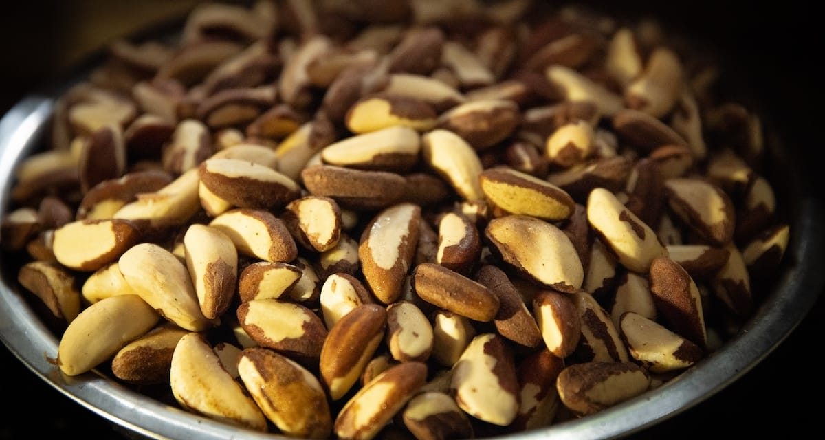 Fundo Flora apoia 10 projetos de preservação da floresta amazônica