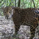 Ciência descobre que onças miam para falar com filhotes – e não só rugem