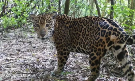 Ciência descobre que onças miam para falar com filhotes – e não só rugem