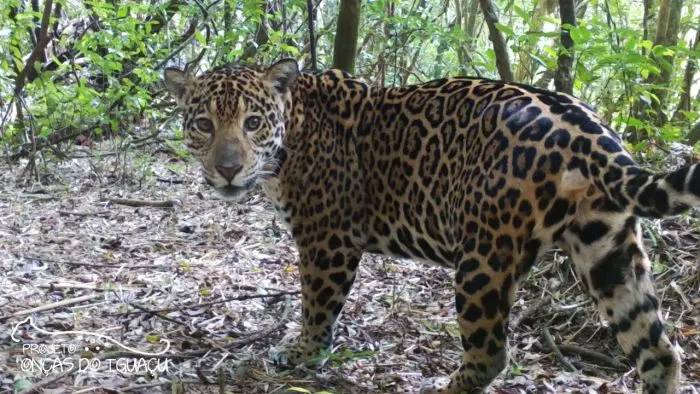 Ciência descobre que onças miam para falar com filhotes – e não só rugem