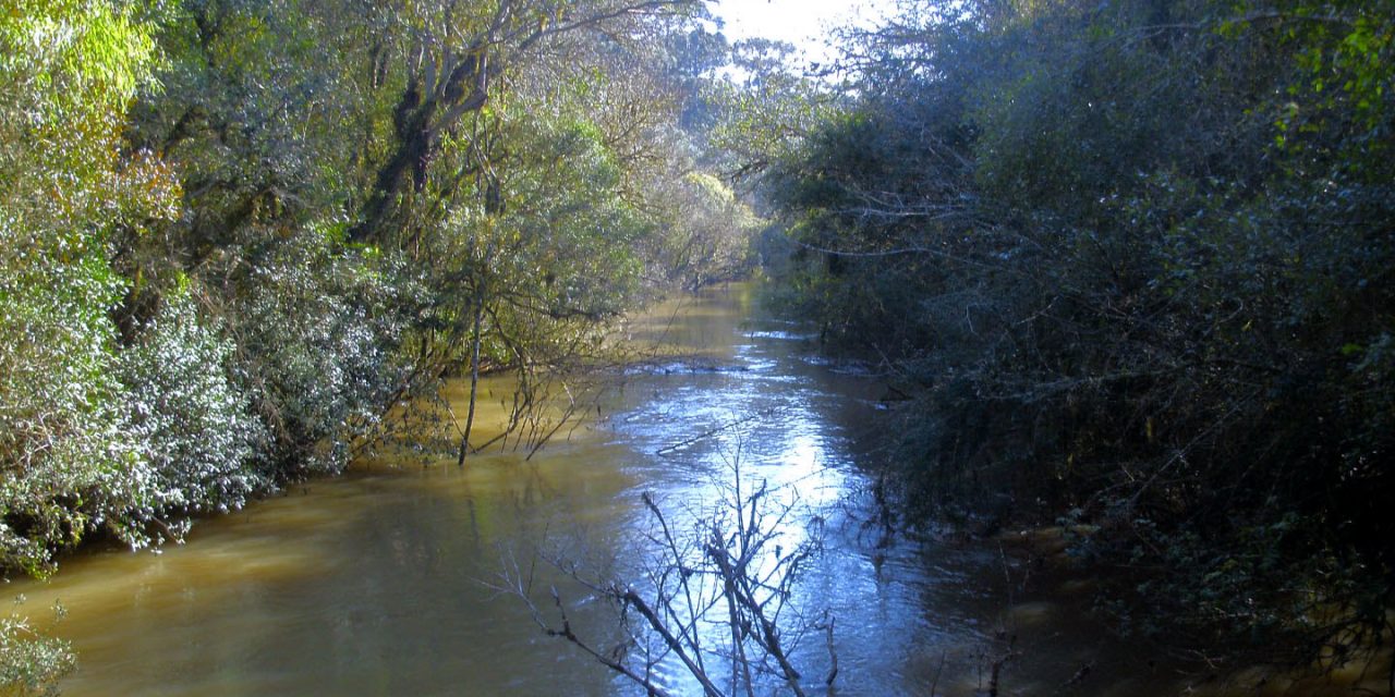 BNDES Florestas aporta R$ 110 mi para restauração de bioma da Mata Atlântica