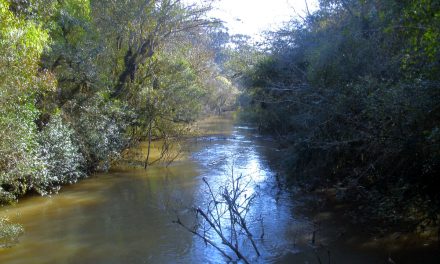 BNDES Florestas aporta R$ 110 mi para restauração de bioma da Mata Atlântica